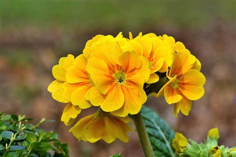 A plant that blooms not to be confused with: Primrose Flower Planting and Care Guide - MORFLORA