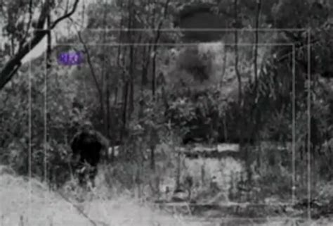 Bigfoot Caught On Film Watch Still Photos Taken From Video Footage
