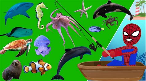 Learning Water Animals And Sea Animals Names For Kids Kids Mediatv