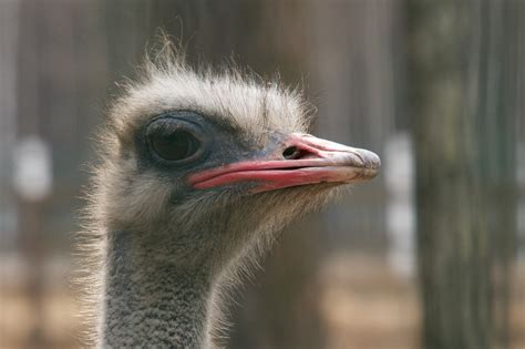 Close Up Of An Ostrich Head In Profile Nick Dale Private Tutor
