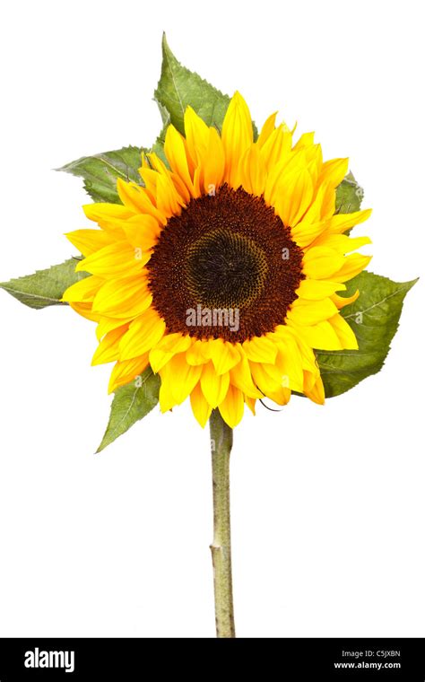 Single Sunflower Stem Stock Photo Alamy