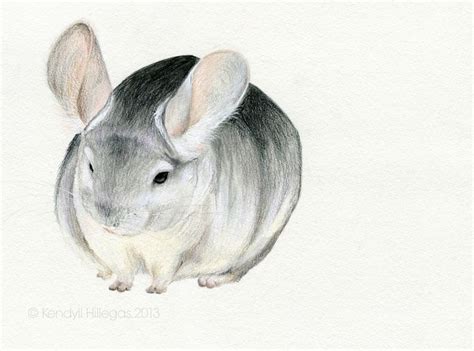 Kendyll Hillegas — Chinchilla | Chinchilla, Badger illustration, Animal