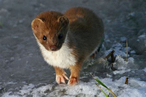 Weasel In The Snow Weasel Courtesy Of Melissa Young Wildplaces Flickr