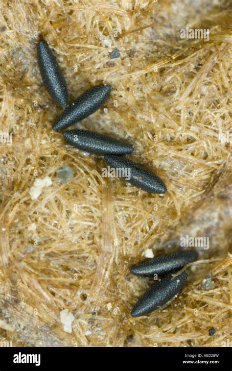 Dry Eggs Of The Asian Tiger Mosquito Aedes Albopictus Spain Stock