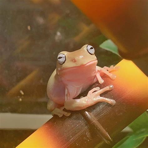 Pin By Spike Nvm On Aesthetic Rzeczy Frog Pictures Cute Frogs Frog