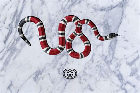 Gucci Snakes Desktop Wallpapers Wallpaper Cave