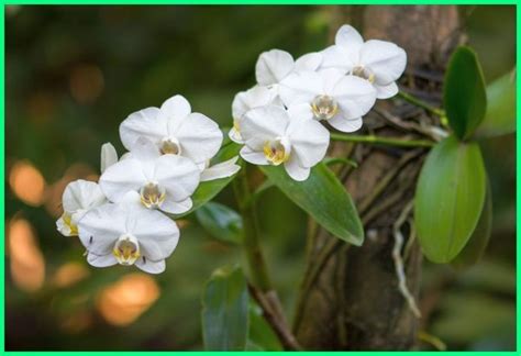 Hewan dan tumbuhan langka di indonesia. 20 Flora dan Fauna Langka Asli Indonesia Beserta ...