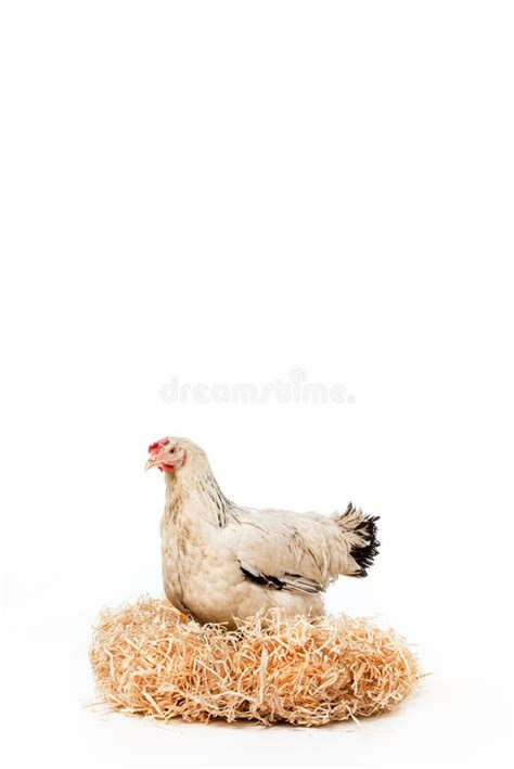 White Hen Sitting On Nest With Eggs Stock Image Image Of Isolated
