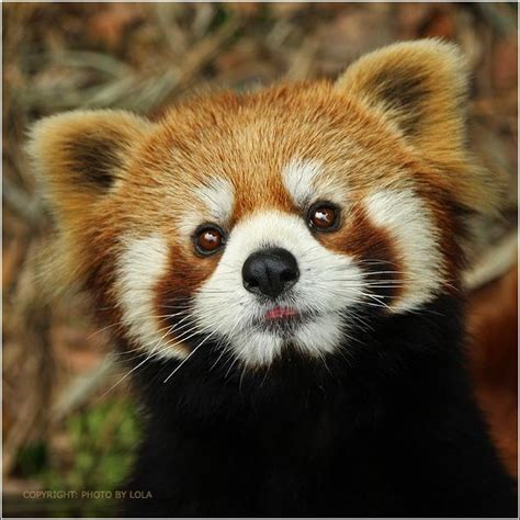 Do You Need A Hug Red Panda Cute Cute Baby Animals Scary Animals