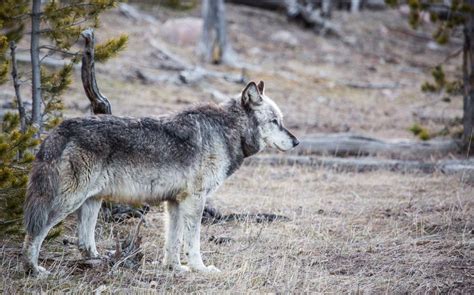 Report Wolf And Livestock Deaths Hit Record High In Wyoming