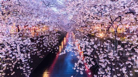 13 Things You Didnt Know About Cherry Blossoms Mystart