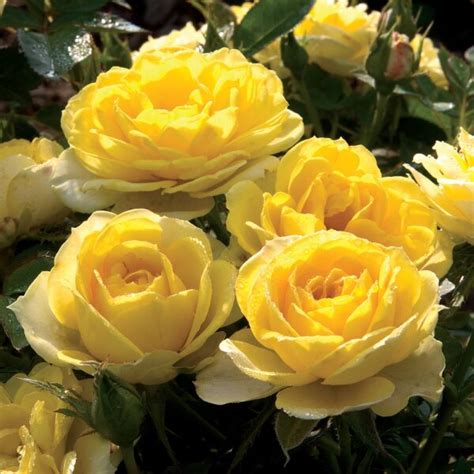 Sunblaze Yellow Star Roses And Plants