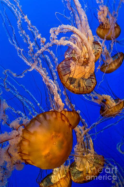 Pacific Sea Nettle Jellyfish Photograph By Jerry Fornarotto