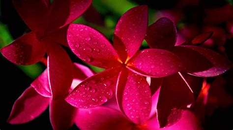 Details Of Most Beautiful Flowers Wallpapers For Desktop Wallpaper Cave