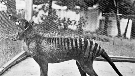 What Killed Off The Tasmanian Tiger 9news