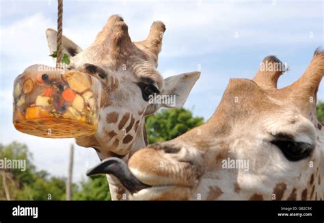 Giraffes Eating Fruit Hi Res Stock Photography And Images Alamy