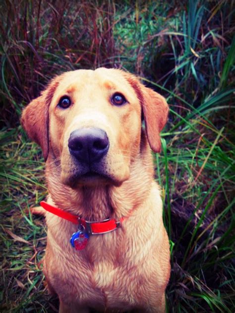 Fox Red | Labrador retriever, Golden retriever, Puppies