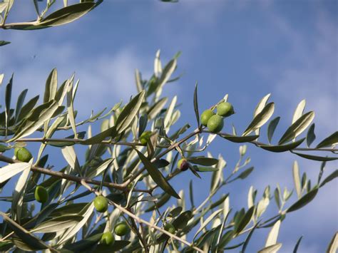 The wood of the fruit tree is alive and contains the pathway for the various. Free Images : branch, blossom, fruit, leaf, flower, food ...