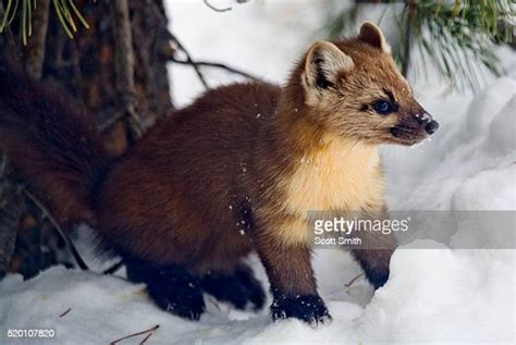 American Pine Marten Photos And Premium High Res Pictures Getty Images