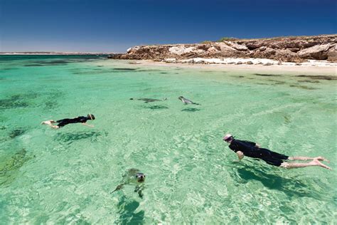 Baird Bay South Australia Australias Guide