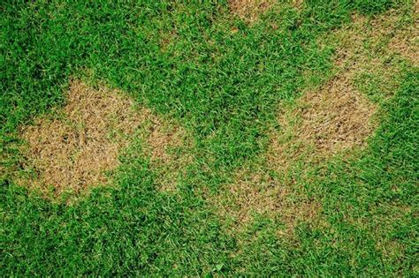 What Causes Brown Patches On The Lawn Lawn Disease