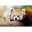 Red Panda HD Wallpaper  Background Image 3600x2384 ID1014774