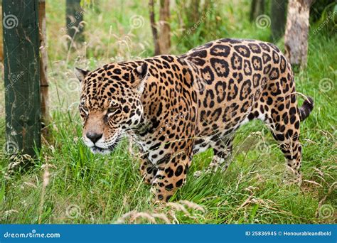 Stunning Jaguar Panthera Onca Prowling Stock Image Image Of Powerful
