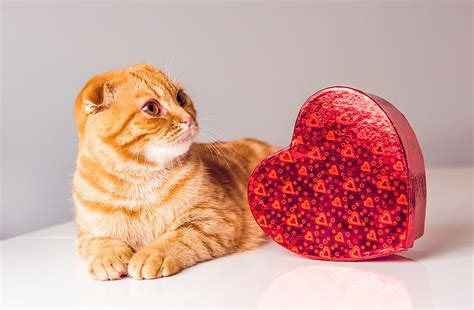 Cats Who Want To Be Your Valentine This Valentine S Day Valentines Day Kitty Hd