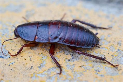 He helped us prep our apartment when we got bedbugs in 2017 and was a calming presence throughout a very stressful time. cockroach pictures nyc, bronx, brooklyn, queens and long ...