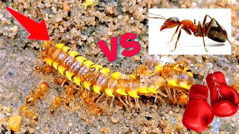 Millipede Vs Fire Ants Its A Huge Battle Happening In America Youtube