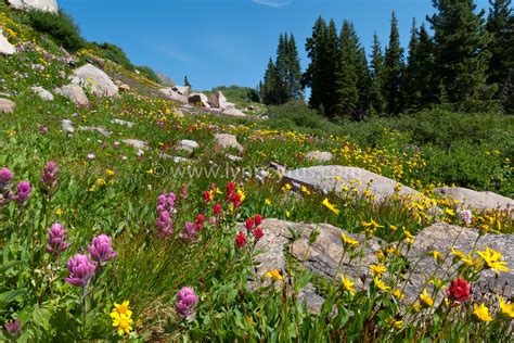 Summer Mountain Wildflower Landscape By Cascade Colors In 2021 Wild