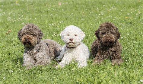 The puppies are so weak and cold that they rely on their littermates and mother to keep their body warm. Lagotto Romagnolo - Lagotto Berlin