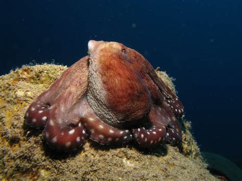 Everything You Ever Wanted To Know About Octopus Sex