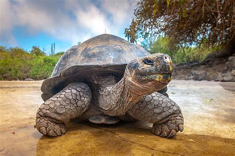 Best Places In The World To See Giant Tortoises In Their Natural