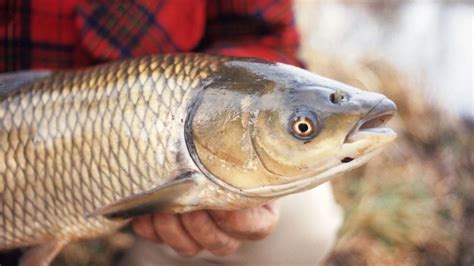 what is asian carp and how is it used