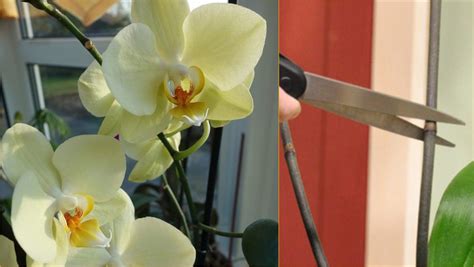 Caring For Phalaenopsis Orchids Post Bloom 1000 In 2020