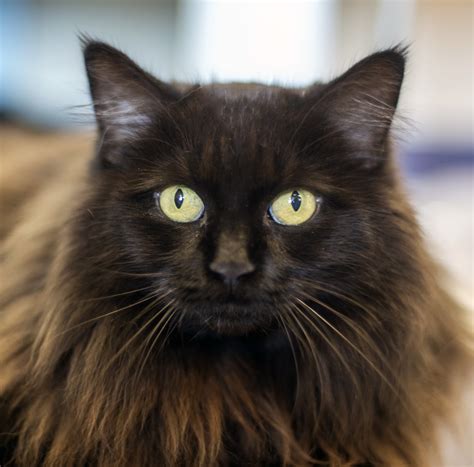 Black Cats And Halloween Huffpost