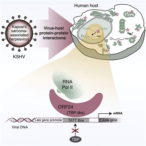 Global Mapping Of Herpesvirus Host Protein Complexes Reveals A