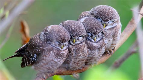 Wallpaper Spotted Owl Owls Birds Mom Babes Cute