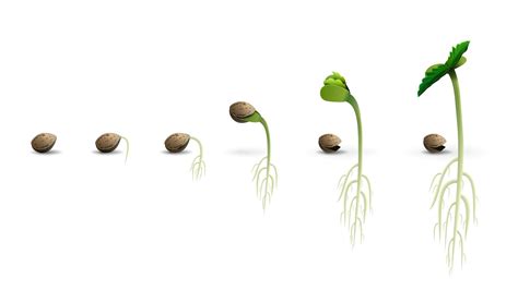 Stages Of Cannabis Seed Germination Vector Art At Vecteezy