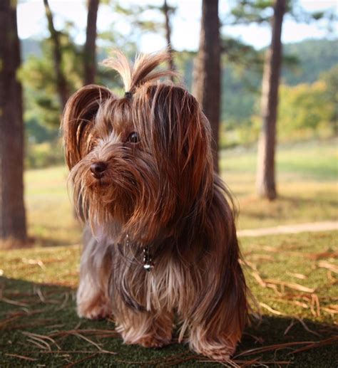 Pin On Yorkies I ️