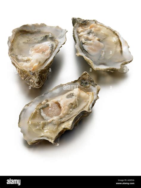 Oysters On Half Shell Stock Photo Alamy