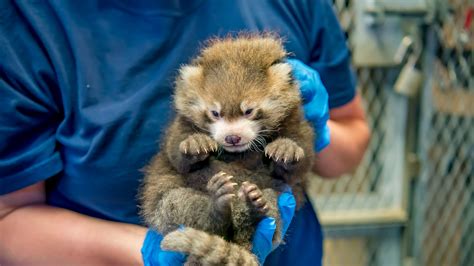 Milwaukee Zoo Announced The Birth Of Another Adorable Red Panda