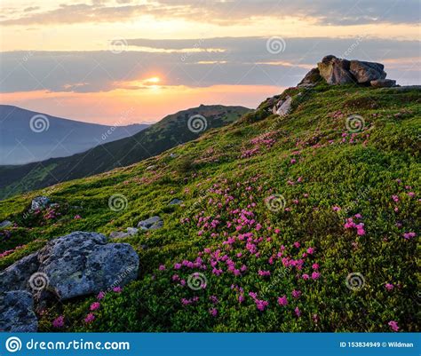 Pink Rose Rhododendron Flowers On Sunset Summer Mountain Top Stock