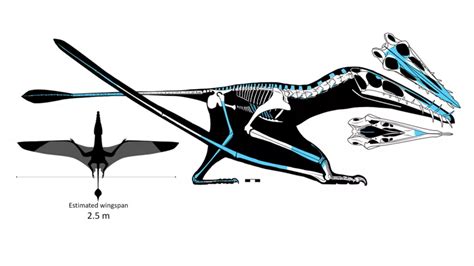 Largest Jurassic Pterosaur On Record Unearthed In Scotland Nexus Newsfeed