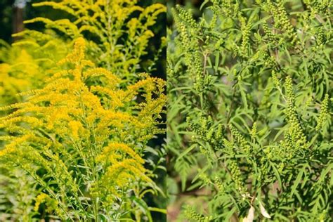 5,000 brands of furniture, lighting, cookware, and more. Ragweed vs. Goldenrod: How To Tell Differences and ...