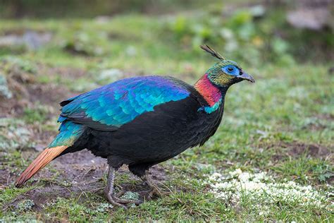 Himalayan Monal Nepal National Bird