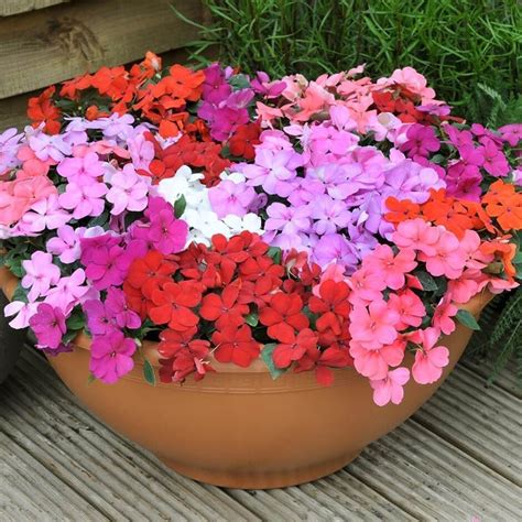Grow bacopa trailing annual in a full sun to part shade location. 5 Flowering Plants for Deep Shade | Potted plants for ...
