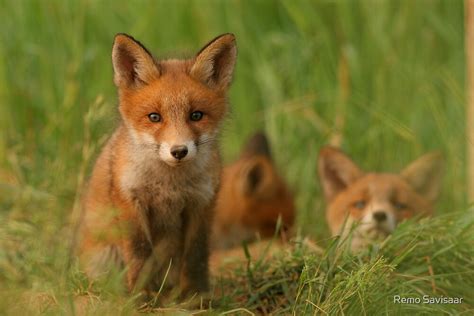 Red Fox Puppies By Remo Savisaar Redbubble