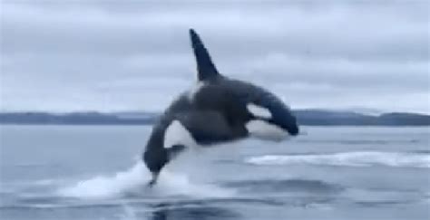 Watch This Epic Video Of An Orca Whale Breaching Near Victoria Curated